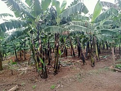 Banana plantation
